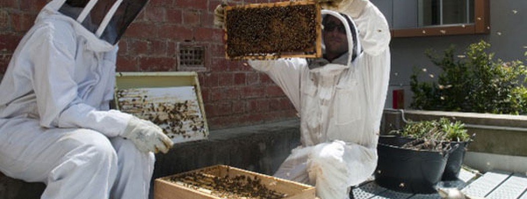 Видеонаблюдение на пчелин – какви модели камери?