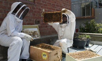 Видеонаблюдение на пчелин – какви модели камери? Видеонаблюдение на пчелин – какви модели камери?